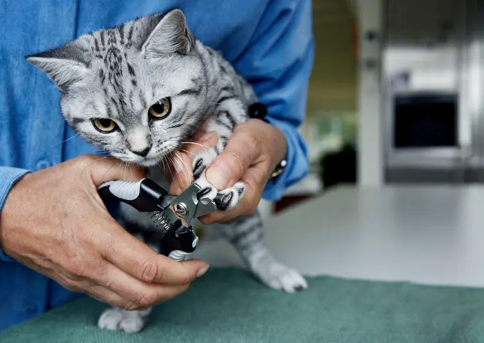 Hond ribben voelen welkoop